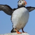 puffin_atlantic_msi_v_2433_can1792.jpg